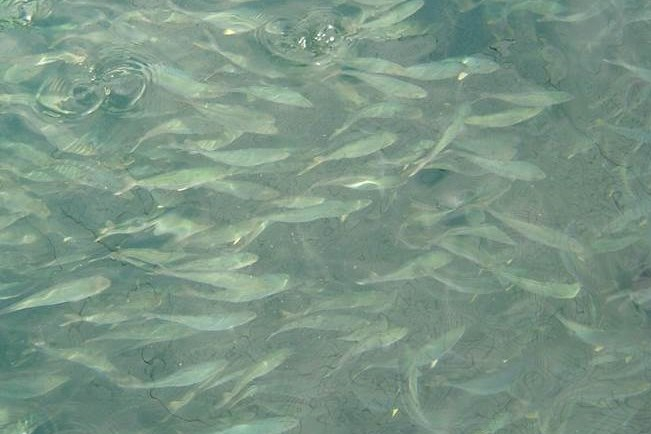 鮮魚・活魚事業